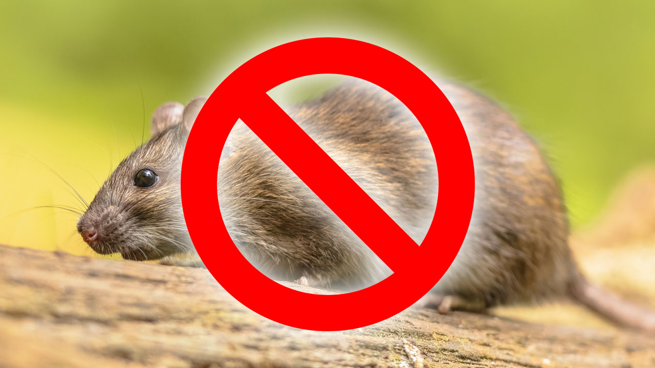 Board of Health Discusses Rat Issues